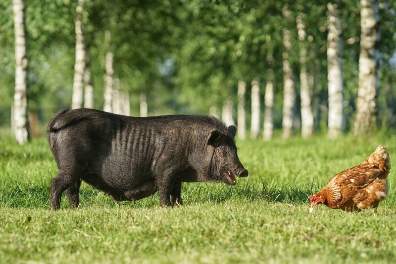 Подружки...photo preview