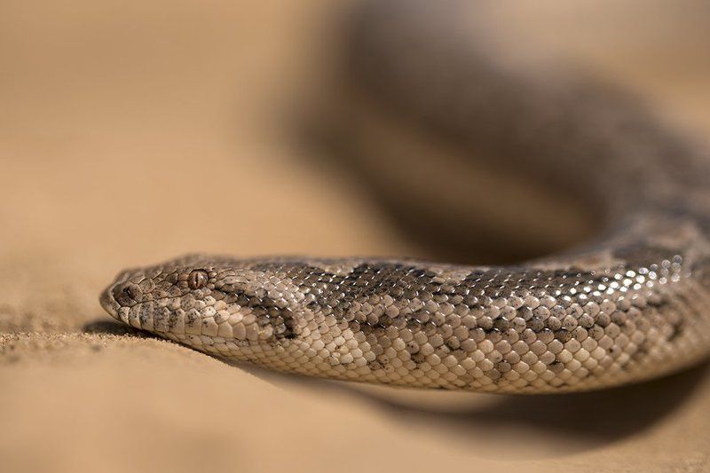 песчаный удавчик, астраханская область, барханы Песчаный удавчикphoto preview