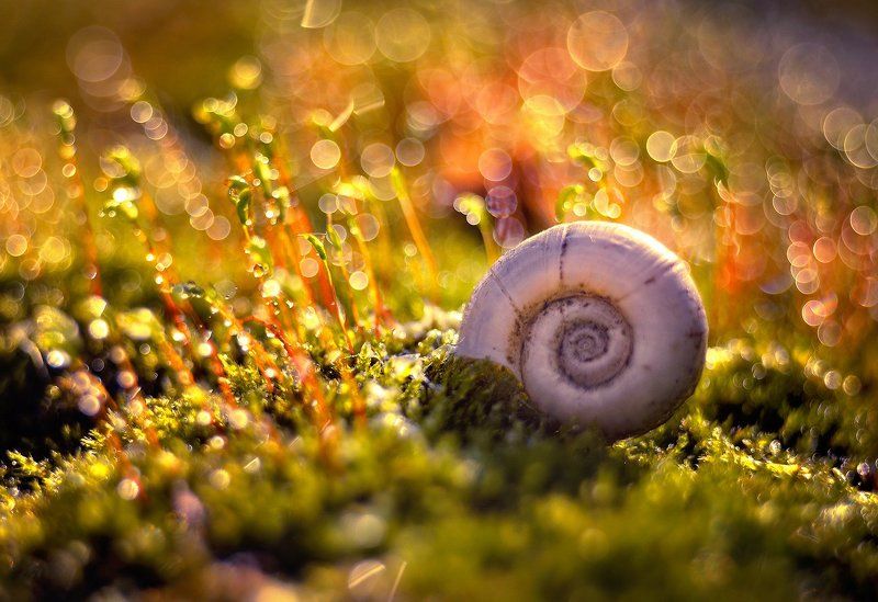 snail, slimak, macro, bokeh, trioplan, meyer, optik, moss, mech, light, magic Snailphoto preview