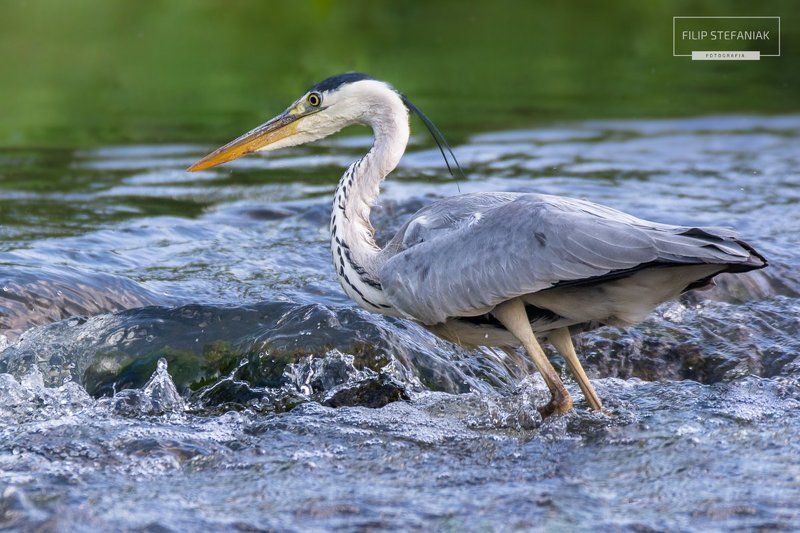 Huntingphoto preview