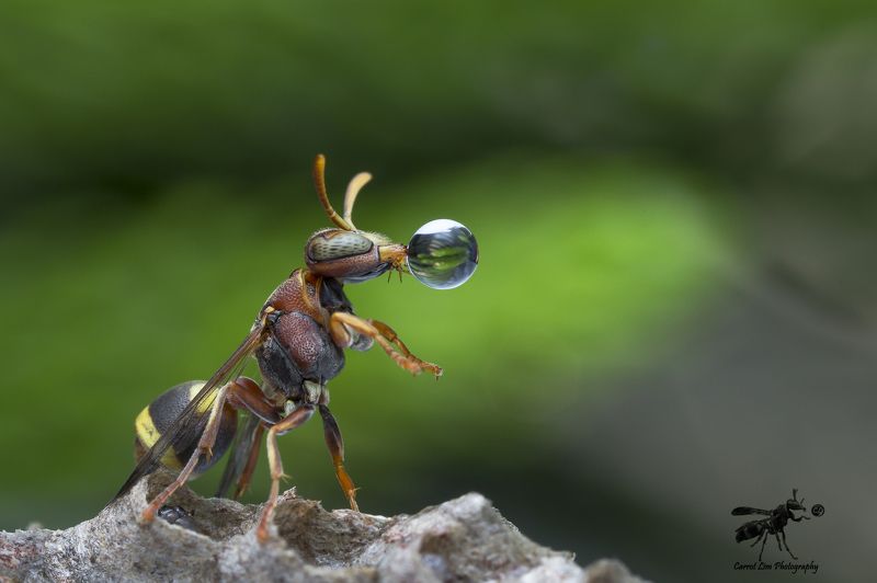 Wasp Blowing Water Bubble 170609photo preview