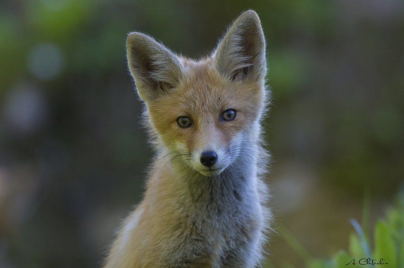 лиса, лисята, выводок, нора, добыча Из жизни лисьего выводкаphoto preview