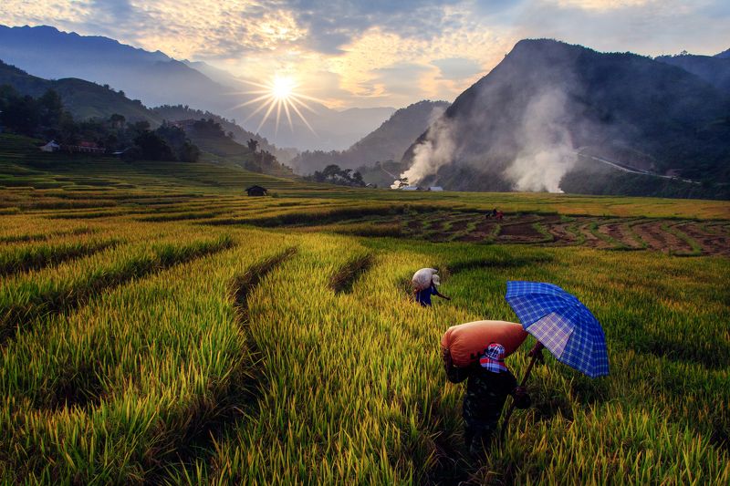 viet nam Harvesting rice in terraced fields in Northwest of Vietnamphoto preview