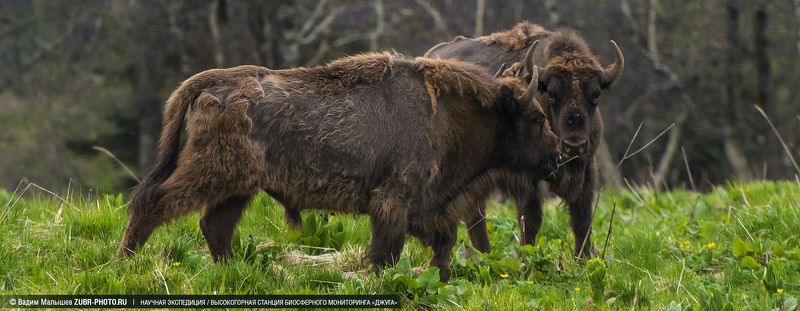 Хозяева горных долинphoto preview