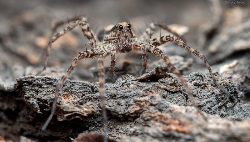 паук, паук-волк Восьмиглазая фото превью