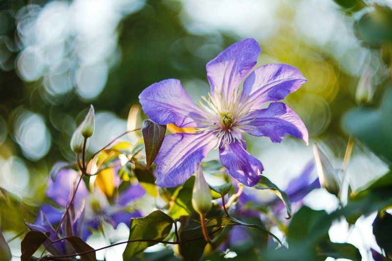 клематис, растение, цветок Клематисыphoto preview