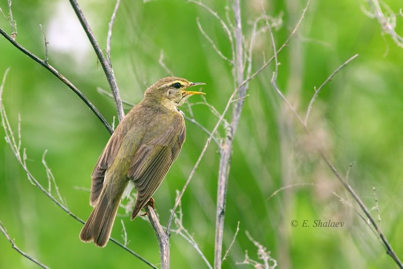 angry birds,birds,птица,птицы,фотоохота Angry Birds 2photo preview