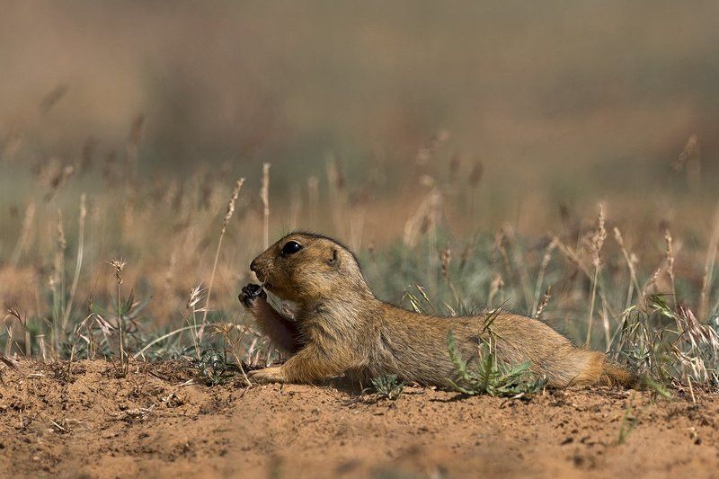 жёлтый, суслик Жёлтый сусликphoto preview