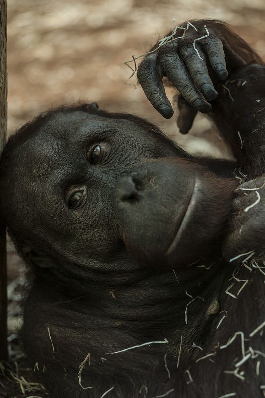 Ménagerie#4photo preview