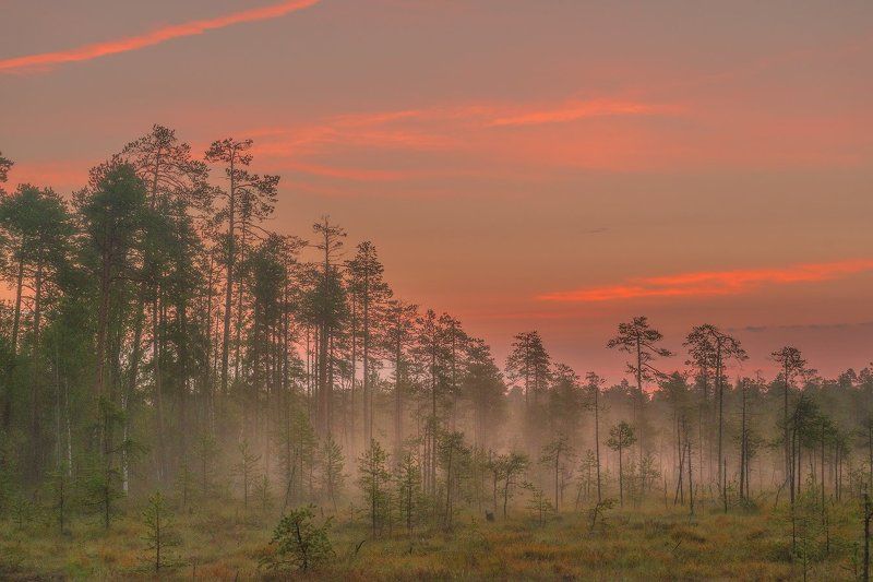 карелия, рассвет, север, туман Рассвет на болоте.photo preview