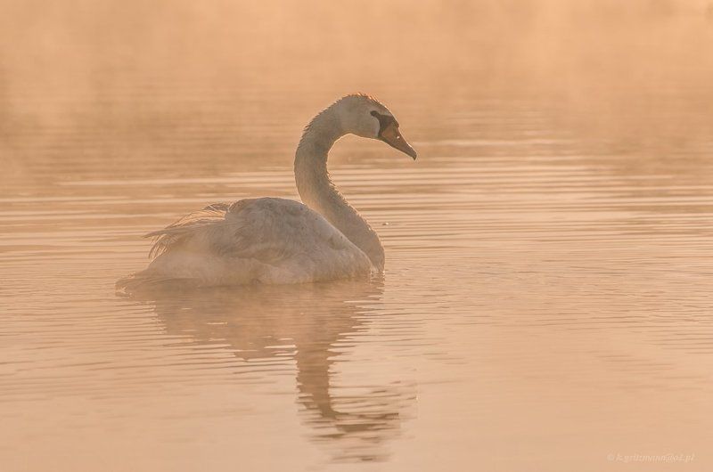 golden ...photo preview