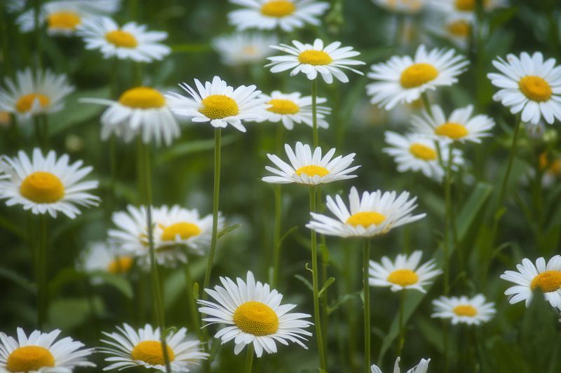 цветы,ромашки Раз ромашка, два ромашка ...photo preview