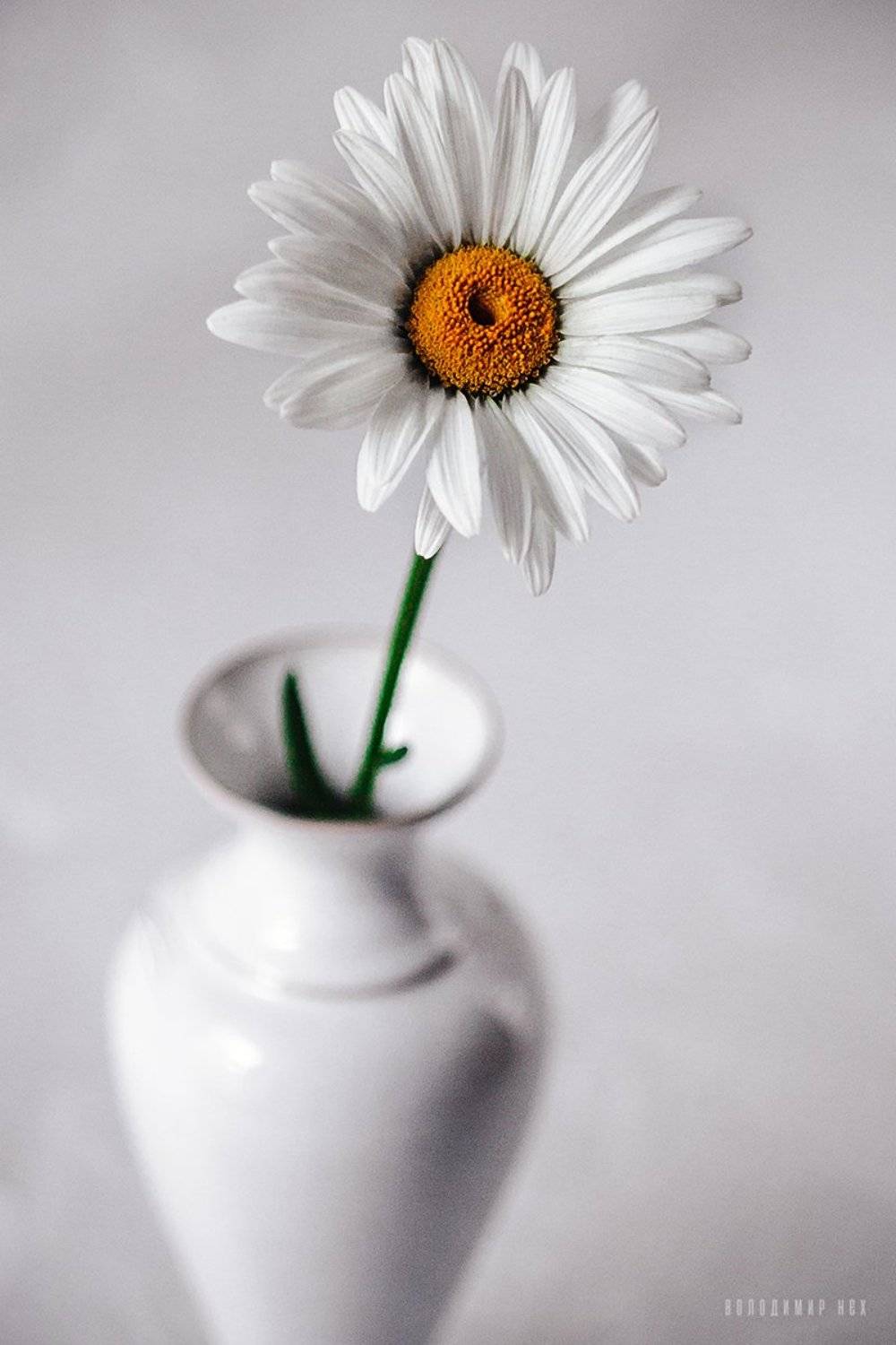 , Володимир Нєх / Vladimir Nekh