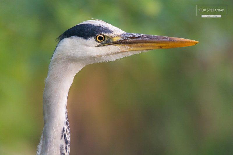 Eye of the heronphoto preview