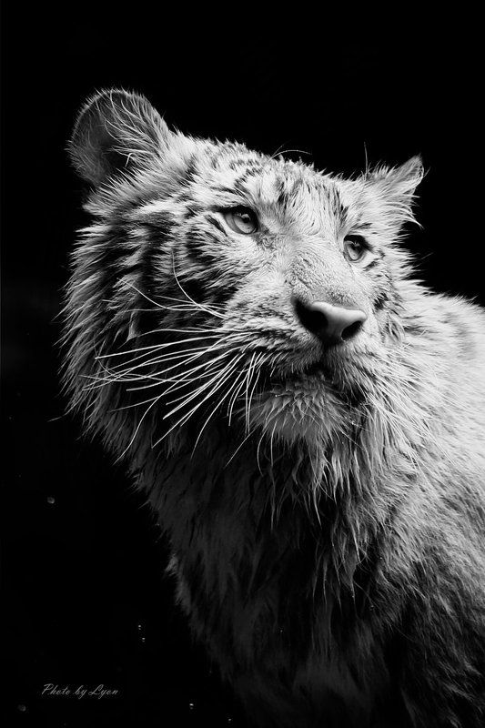 белый тигр  портретphoto preview