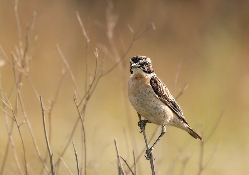 Чекан на чекуphoto preview