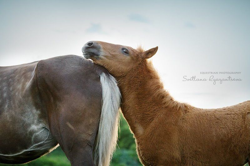 horse, horses, portrait, foal, портрет, лошадь, лошади, жеребенок когда мама рядомphoto preview
