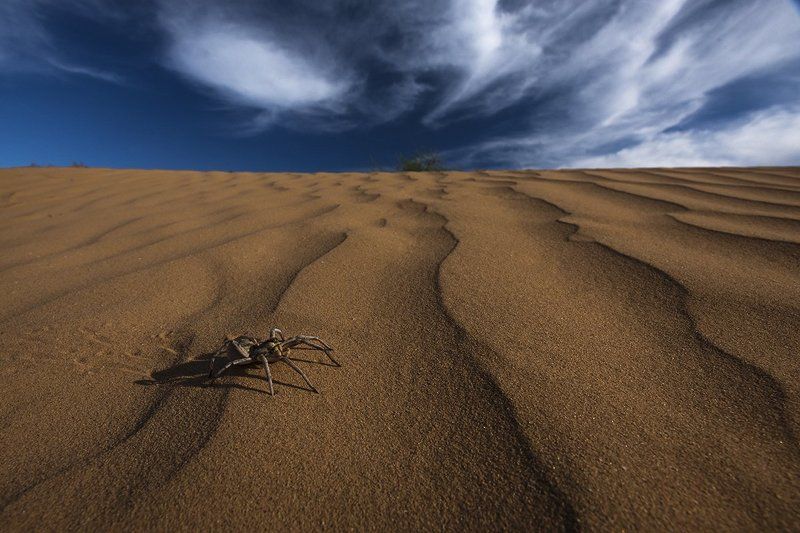 тарантул, астраханская область ***photo preview