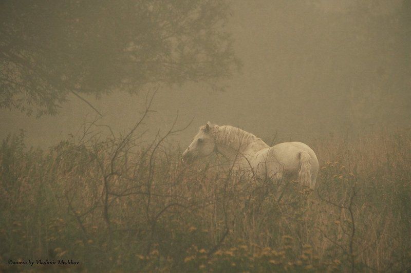 Лошадь ждет ёжика в тумане....... фото превью