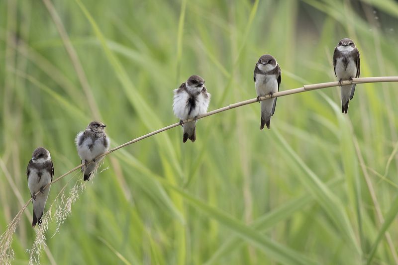 Маленькие милашкиphoto preview