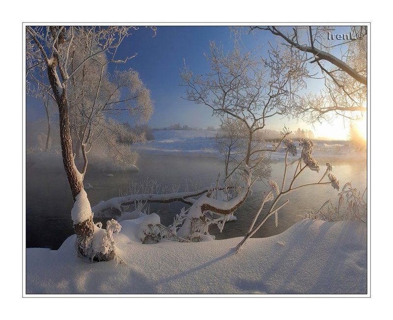 зимние цветыphoto preview