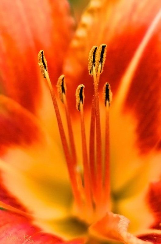 Краски Огненной осени фото превью