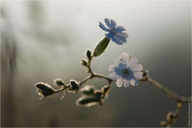 цветок, поле, вечер ***photo preview