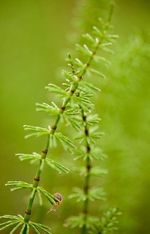 хвощ, улитка Большой, большой мирphoto preview