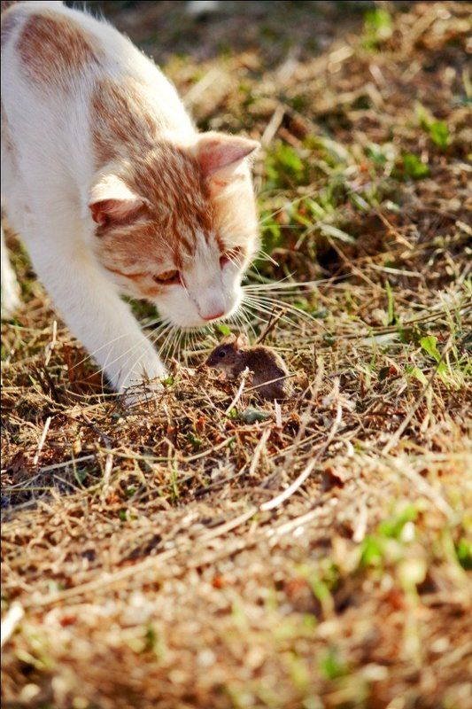 кошеа, мышка Том vs Джерриphoto preview