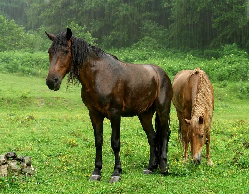 НАСТРОЕНИЕphoto preview