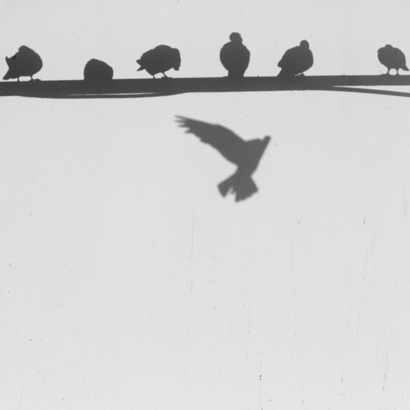 тени семьphoto preview