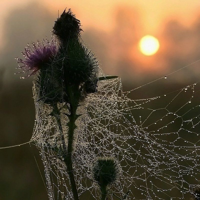 Июль. 5 утра.photo preview