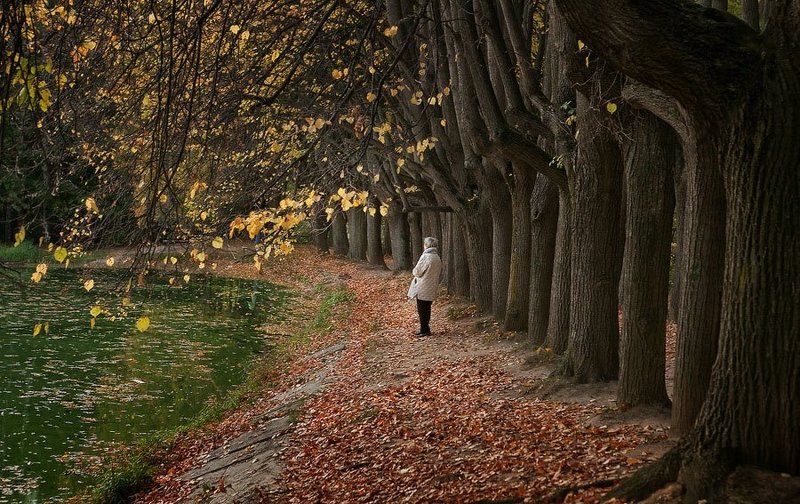 осень, пруд, аллея, одиночество, тишина Осень жизни, как и осень года.photo preview