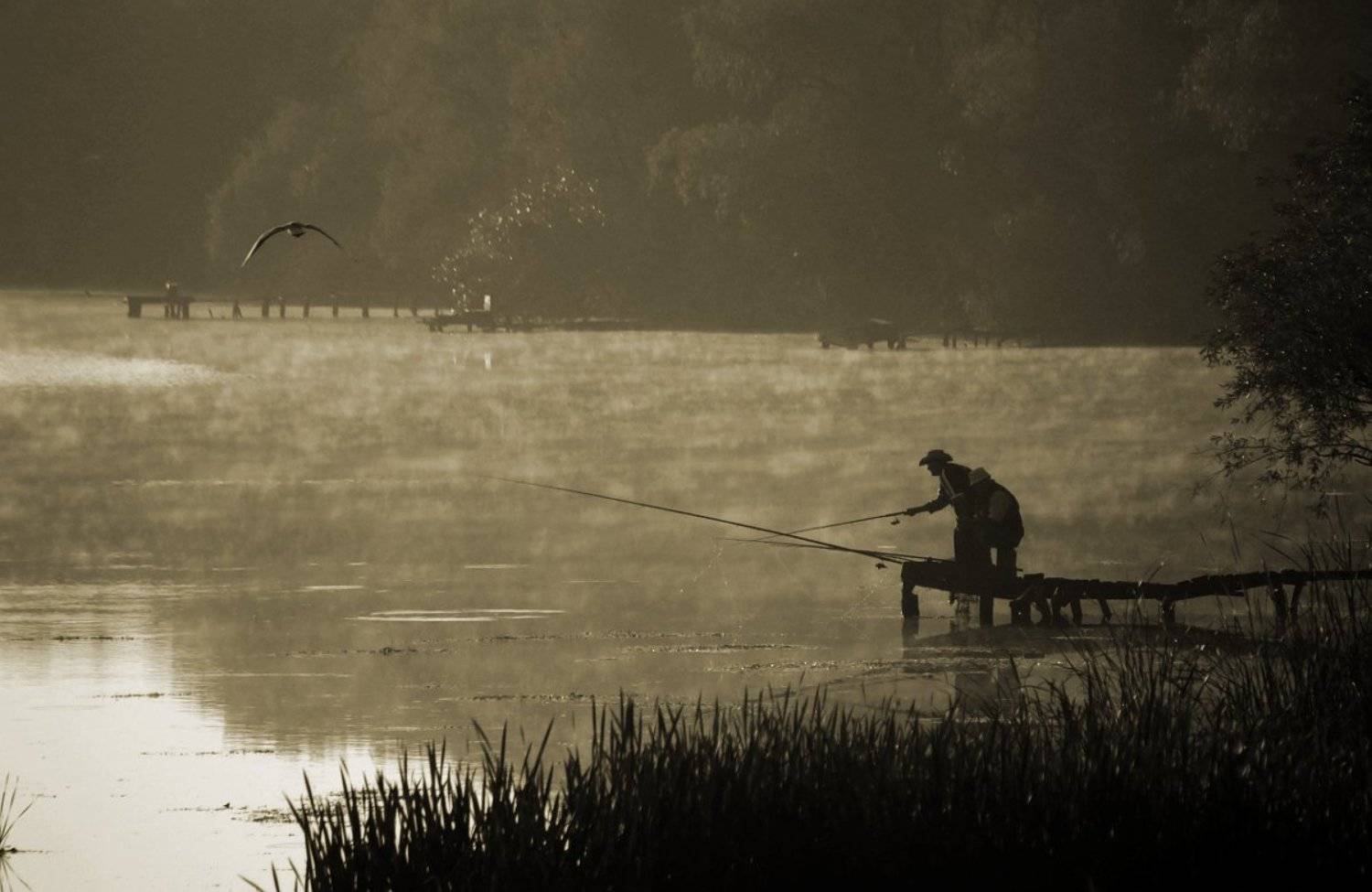 утро, рыбалка, чайка, туман, Евгений Смердов