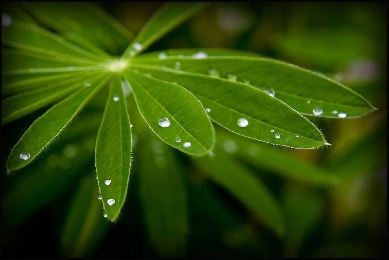 Greens...photo preview