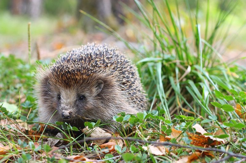 ёж, осень Ёжикphoto preview