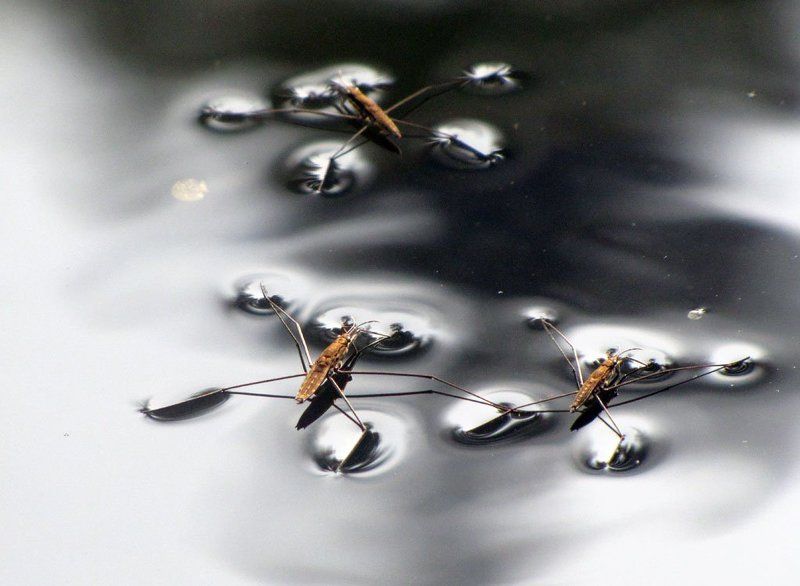 водомерки, осень, вода, река На темной водеphoto preview