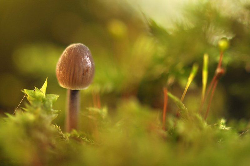 макро, грибы, опята, поганки, осень, пень Какой чудесный пень...photo preview