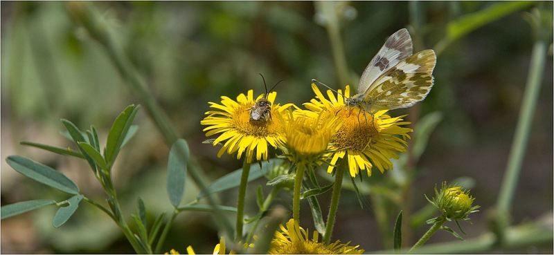 приода Не претендуя   на взаимную.....photo preview