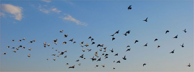 природа Свобода....photo preview