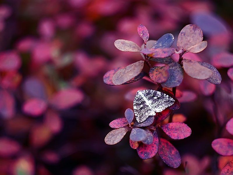 butterflyphoto preview