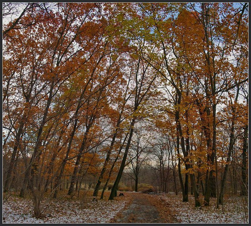 Багровый лес фото превью