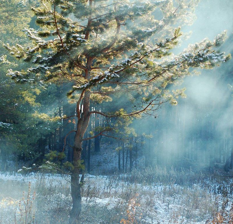 сосна Соснаphoto preview