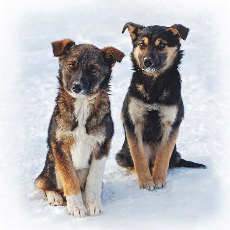 щенок, собака Собачатаphoto preview