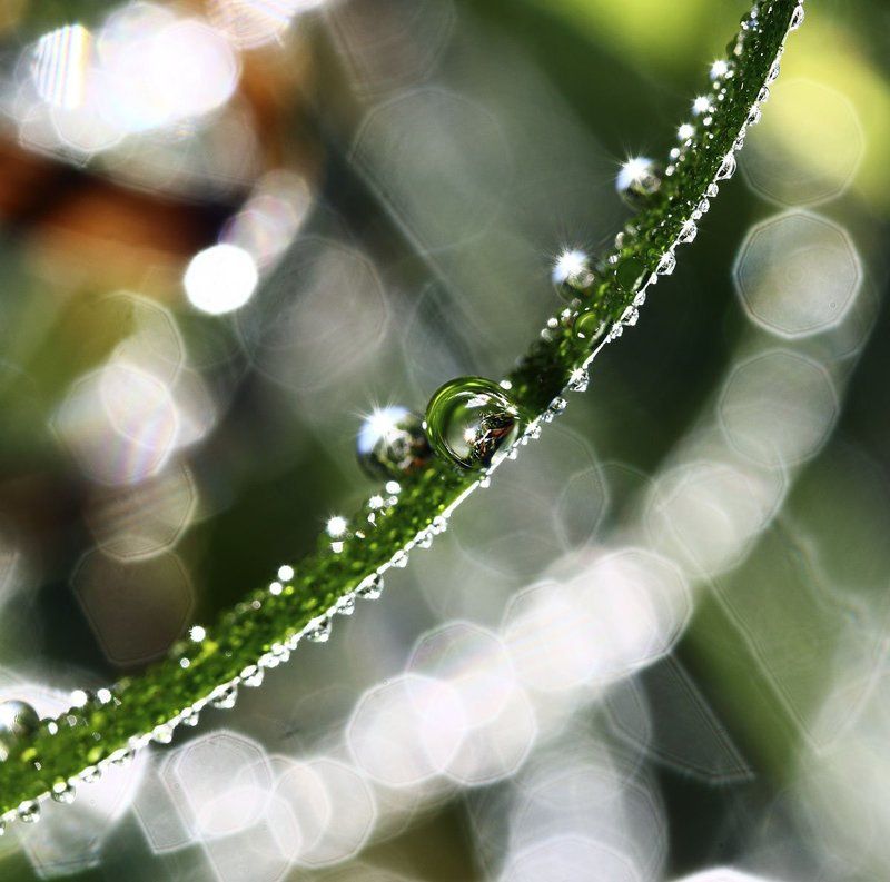 роса, утро, солнце Утреннее волшебствоphoto preview