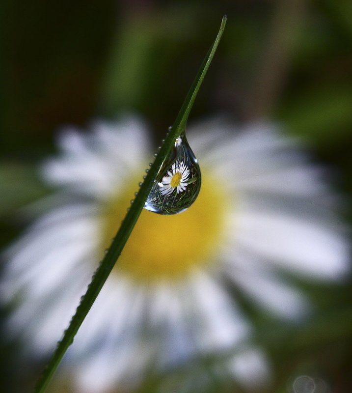 роса, утро, цветок, ромашка Про ромашкуphoto preview