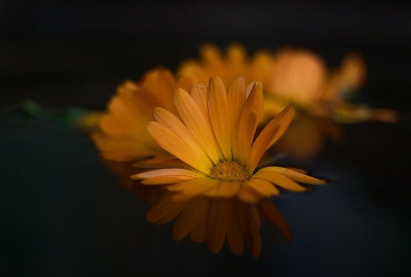 календула, цветы, вода огонь на водеphoto preview