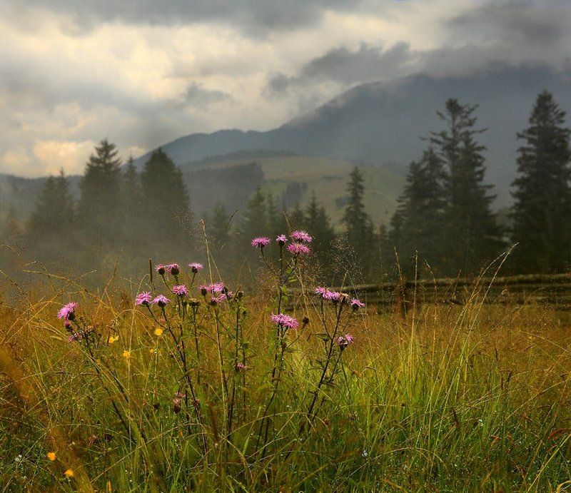 после дождяphoto preview