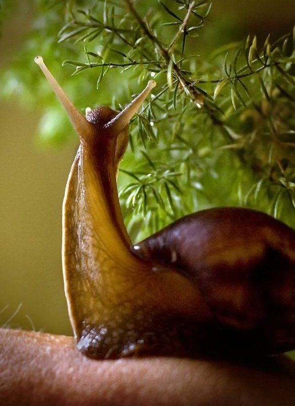 улитка Улиткаphoto preview