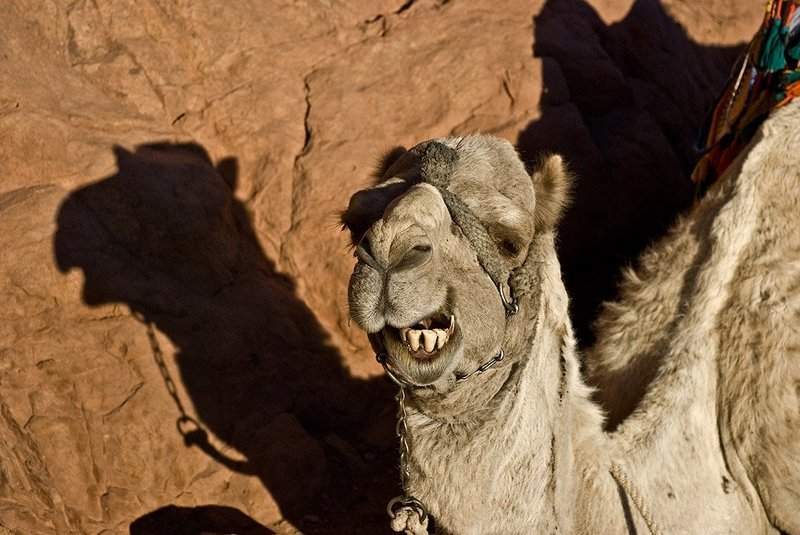 верблюд, египет, горы Красава...photo preview